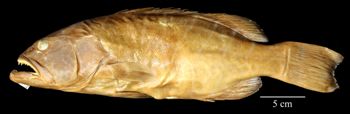 Media type: image;   Ichthyology 10071 Aspect: lateral